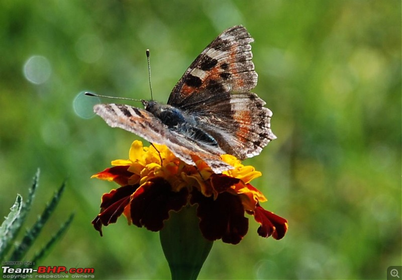 Kolkata-Siliguri-Mangalbaria-Ravangla-Geyzing-Siliguri-Kolkata-dsc_0330-large.jpg