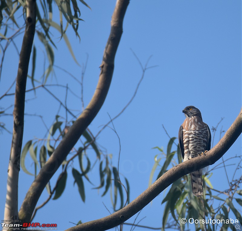 The Birds of Dandeli & Ganeshgudi-k3.jpg