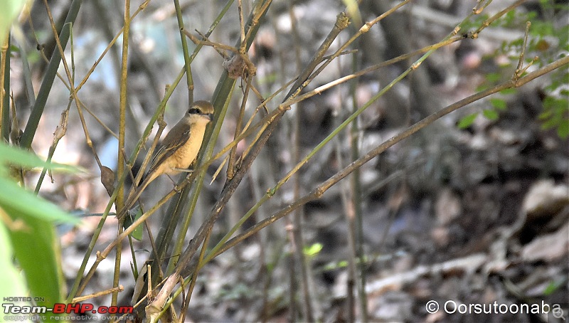 The Birds of Dandeli & Ganeshgudi-g2.jpg