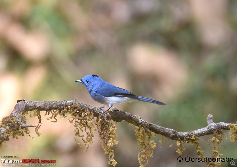 The Birds of Dandeli & Ganeshgudi-g4.jpg