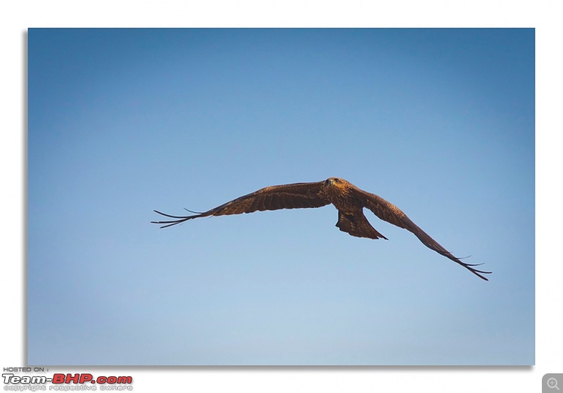 The hunt for Killer Ospreys at Purbasthali-purbashtali-1.jpg