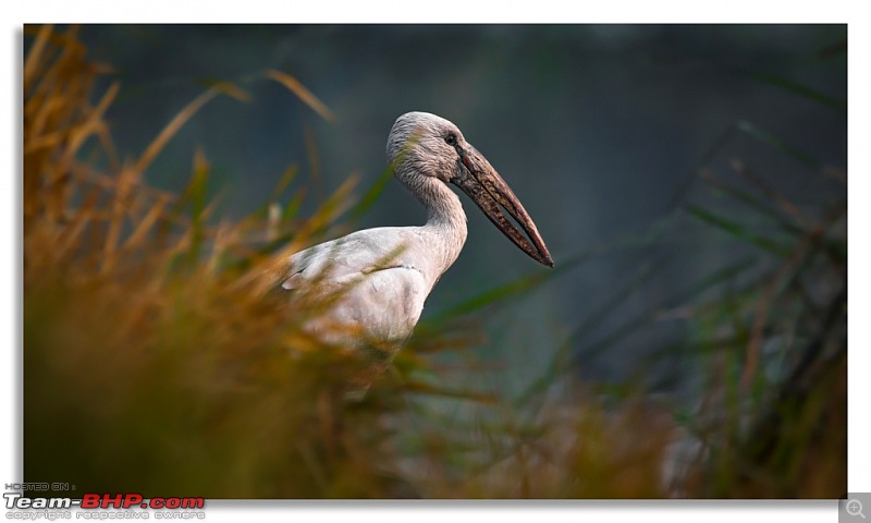 The hunt for Killer Ospreys at Purbasthali-purbashtali-5.jpg