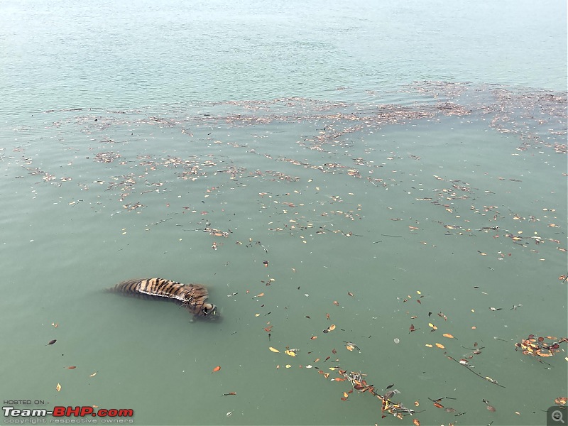 The mangroves have eyes | Wildlife at Sunderbans-img_3571.jpg