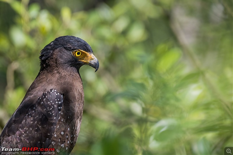 The mangroves have eyes | Wildlife at Sunderbans-_dsc9564denoiseaidenoise.jpg