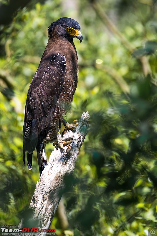 The mangroves have eyes | Wildlife at Sunderbans-_dsc9594denoiseaidenoise.jpg