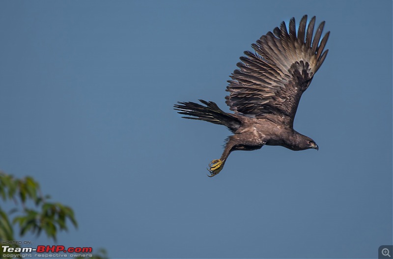 The mangroves have eyes | Wildlife at Sunderbans-_dsc0272denoiseaidenoise.jpg