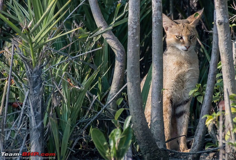 The mangroves have eyes | Wildlife at Sunderbans-_dsc0765denoiseaidenoise.jpg