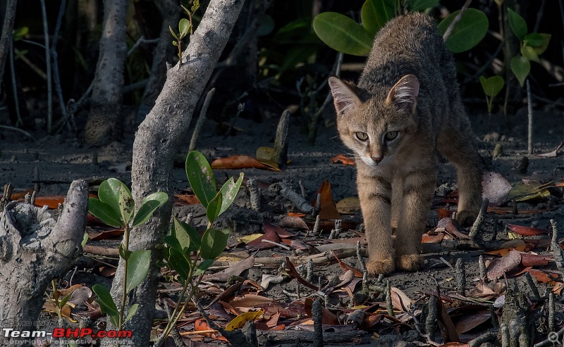 The mangroves have eyes | Wildlife at Sunderbans-_dsc1168denoiseaidenoise.jpg