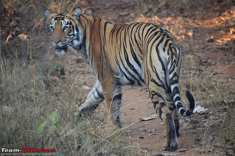 Bangalore to Tadoba : 2400 km, a few clogged arteries & a Battle Royale-dsc_0035.jpg