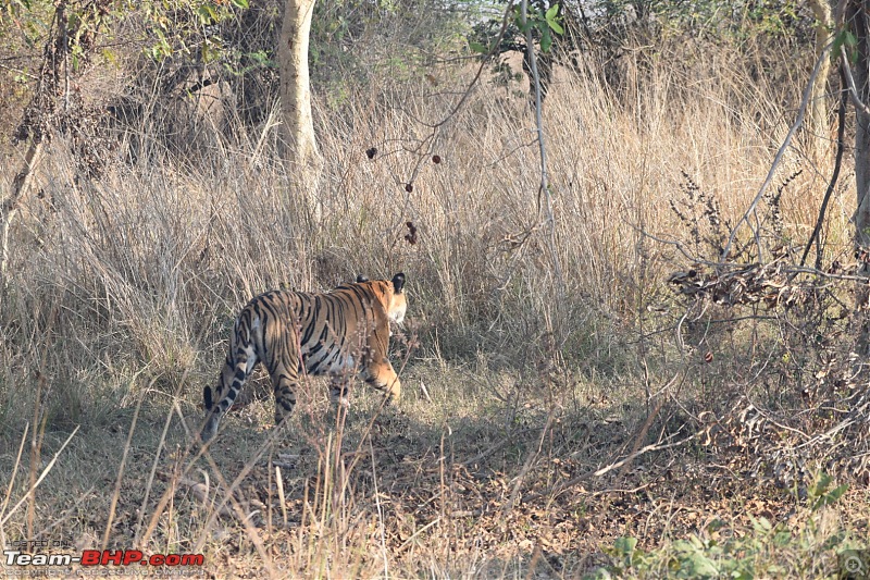 Bangalore to Tadoba : 2400 km, a few clogged arteries & a Battle Royale-dsc_0064.jpg