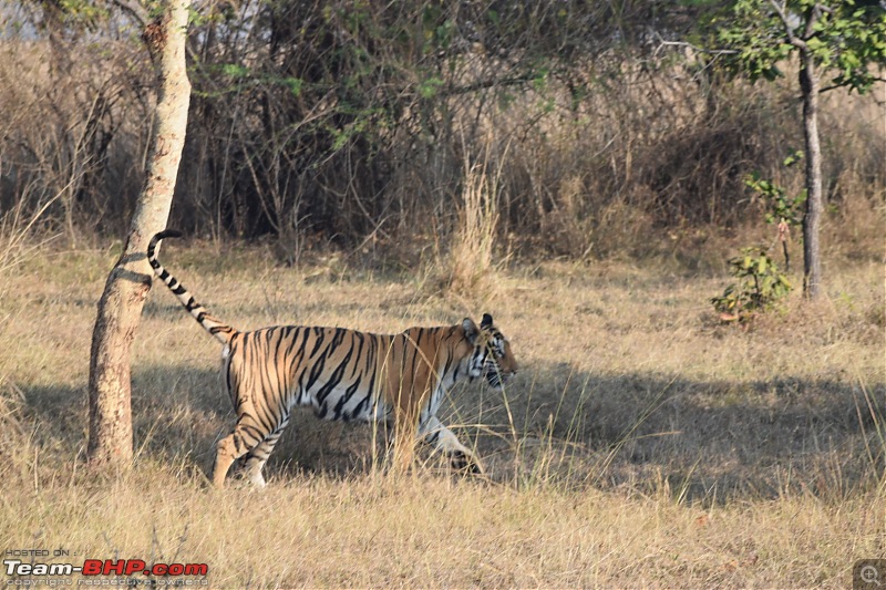 Bangalore to Tadoba : 2400 km, a few clogged arteries & a Battle Royale-dsc_0065.jpg