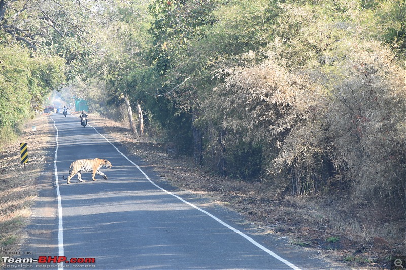 Bangalore to Tadoba : 2400 km, a few clogged arteries & a Battle Royale-dsc_0092.jpg