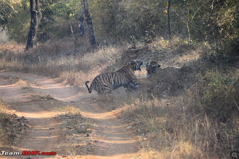 Bangalore to Tadoba : 2400 km, a few clogged arteries & a Battle Royale-dsc_0119.jpg