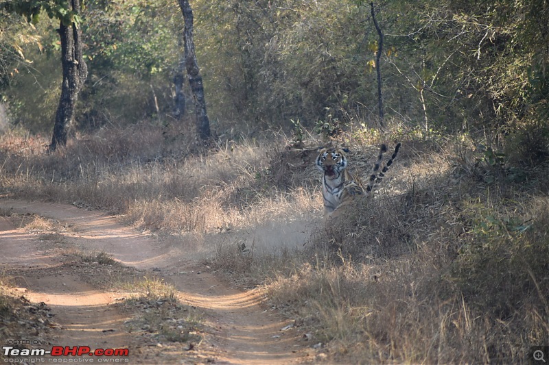 Bangalore to Tadoba : 2400 km, a few clogged arteries & a Battle Royale-dsc_0120.jpg