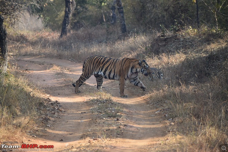 Bangalore to Tadoba : 2400 km, a few clogged arteries & a Battle Royale-dsc_0126.jpg