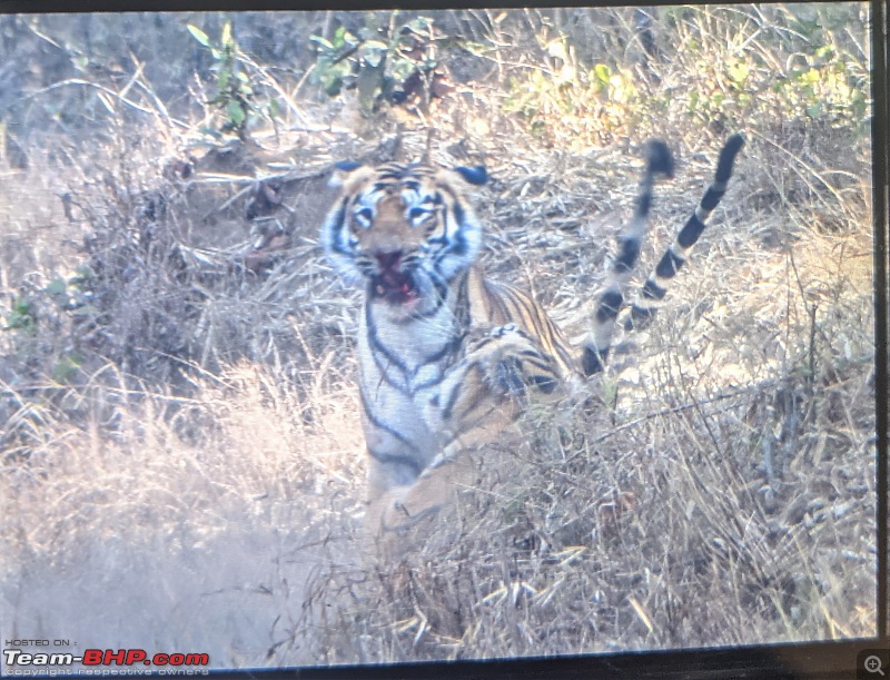 Bangalore to Tadoba : 2400 km, a few clogged arteries & a Battle Royale-pxl_20210305_183525838_2.jpg