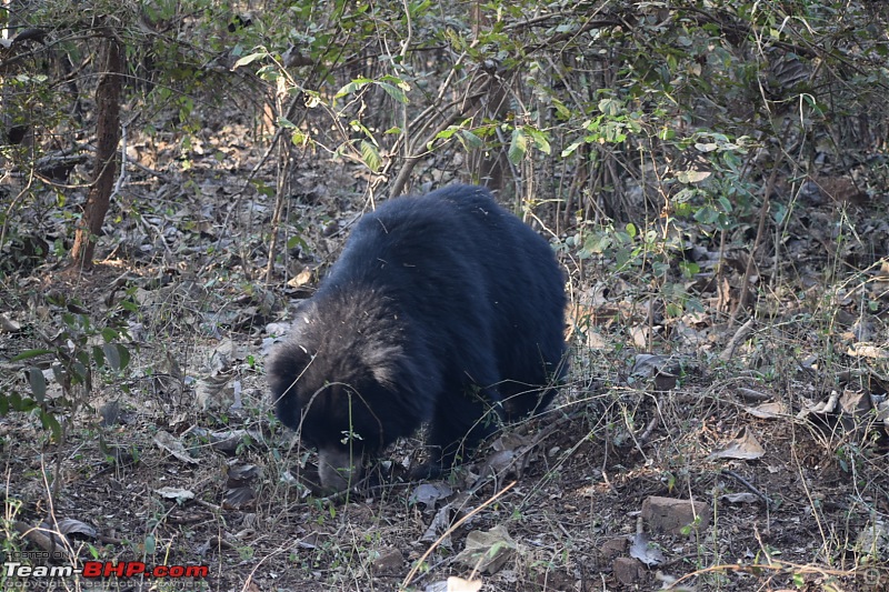 Bangalore to Tadoba : 2400 km, a few clogged arteries & a Battle Royale-dsc_0283.jpg