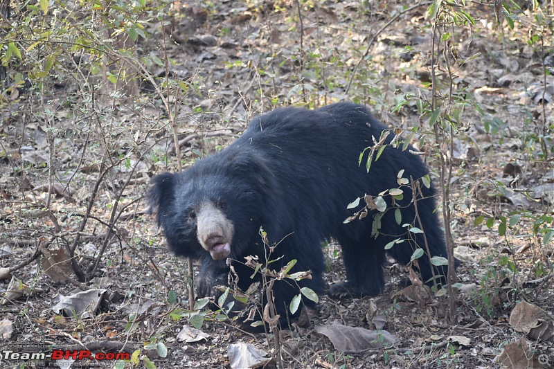 Bangalore to Tadoba : 2400 km, a few clogged arteries & a Battle Royale-dsc_0292.jpg