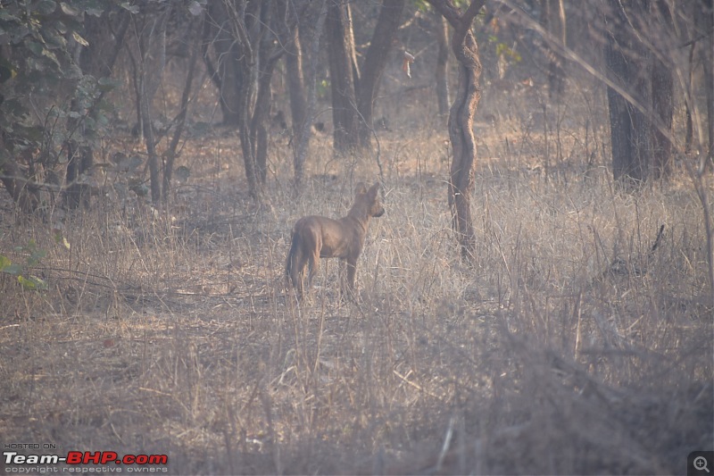 Bangalore to Tadoba : 2400 km, a few clogged arteries & a Battle Royale-dsc_0339.jpg