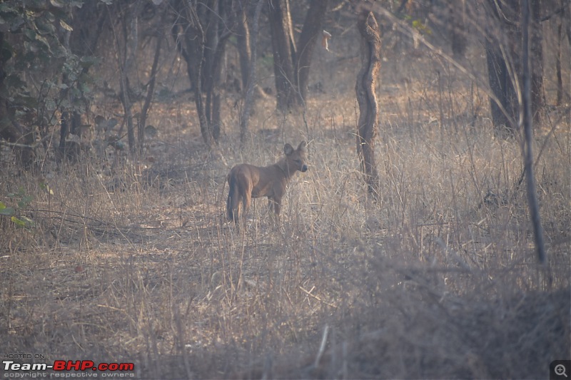 Bangalore to Tadoba : 2400 km, a few clogged arteries & a Battle Royale-dsc_0340.jpg