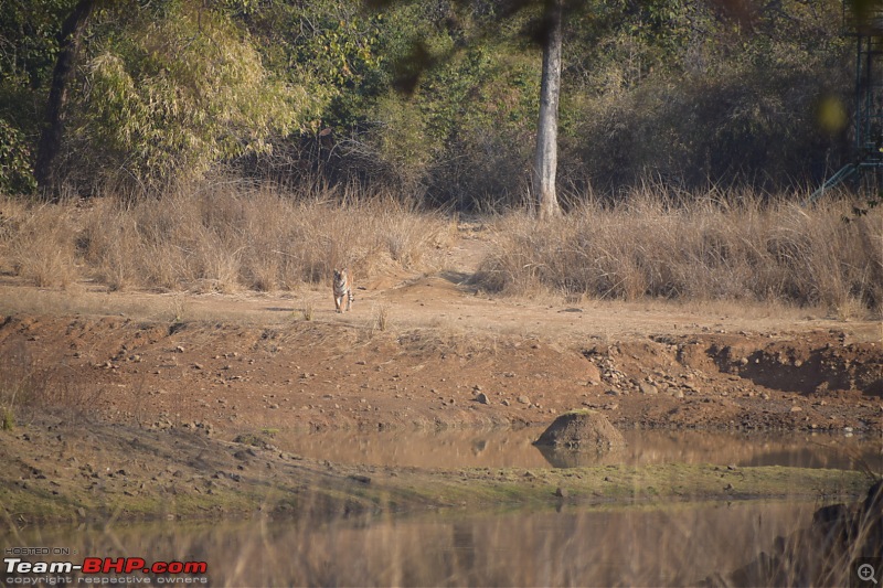 Bangalore to Tadoba : 2400 km, a few clogged arteries & a Battle Royale-dsc_0373.jpg