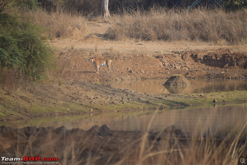 Bangalore to Tadoba : 2400 km, a few clogged arteries & a Battle Royale-dsc_0396.jpg