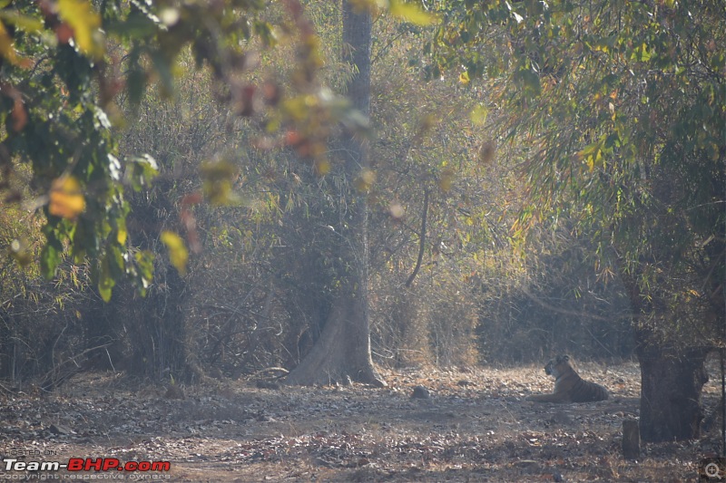 Bangalore to Tadoba : 2400 km, a few clogged arteries & a Battle Royale-dsc_0414.jpg