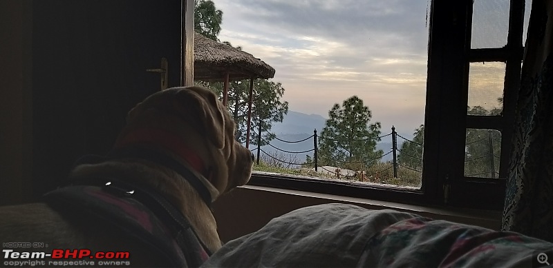 Dog’s travel stories – Why should Mum have all the fun!-20190316_174259.jpg