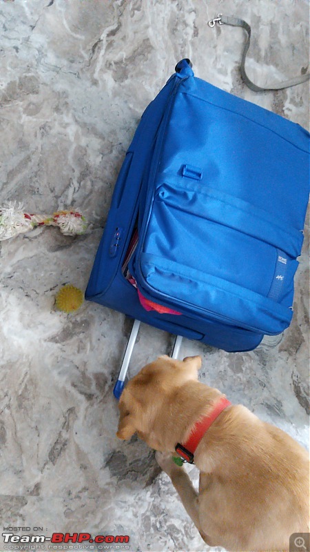 Dog’s travel stories – Why should Mum have all the fun!-20201223_223530.jpg