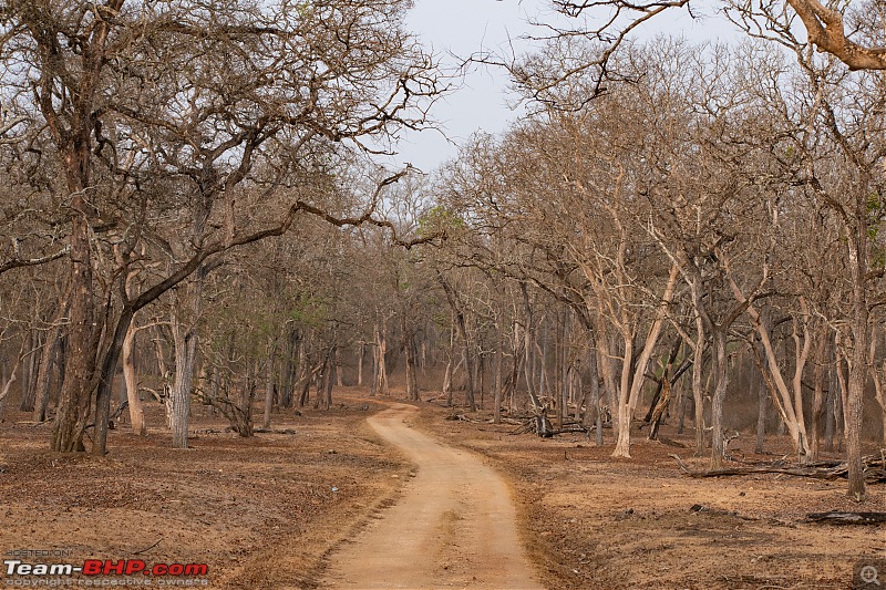 Cars, Wildlife and Photography Lessons at Kabini-dsc_1905.jpg