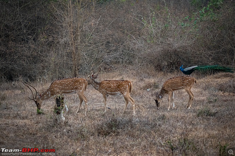 Cars, Wildlife and Photography Lessons at Kabini-dsc_2096.jpg