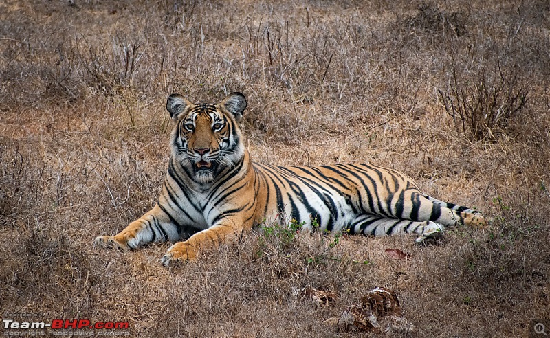 Cars, Wildlife and Photography Lessons at Kabini-dsc_23612.jpg