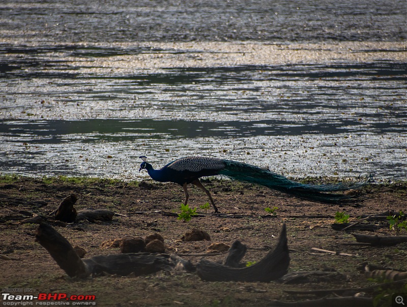 Cars, Wildlife and Photography Lessons at Kabini-dsc_2528.jpg