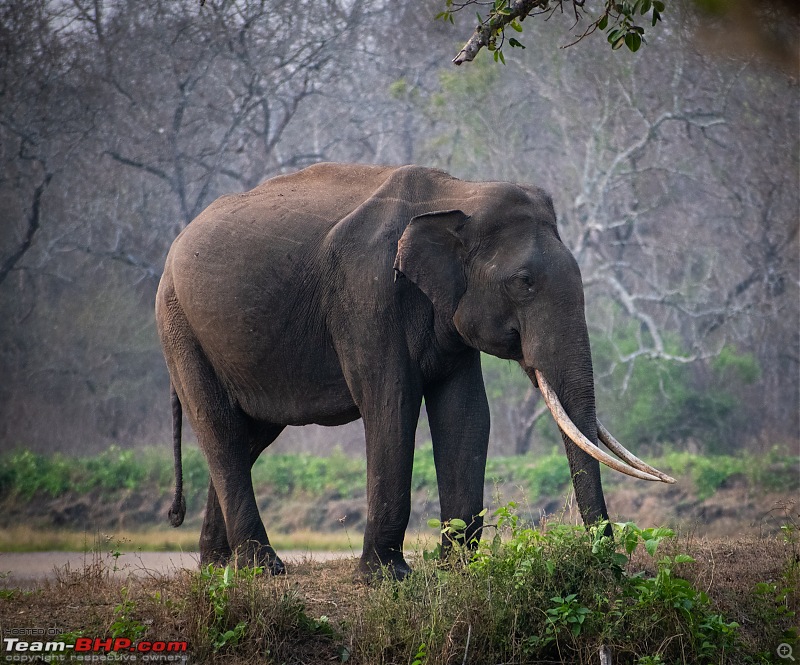 Cars, Wildlife and Photography Lessons at Kabini-dsc_2698.jpg