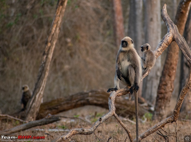 Cars, Wildlife and Photography Lessons at Kabini-dsc_27882.jpg