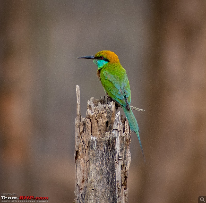 Cars, Wildlife and Photography Lessons at Kabini-dsc_1765.jpg