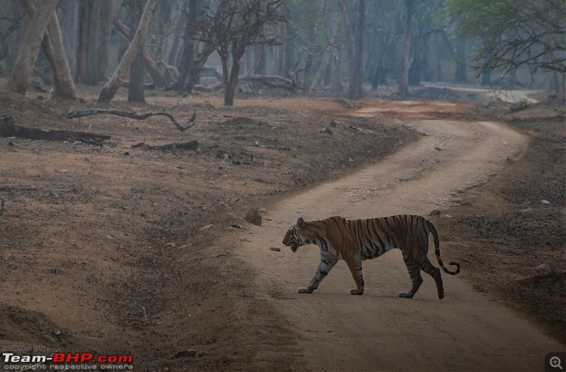 Cars, Wildlife and Photography Lessons at Kabini-dsc_1864.jpg