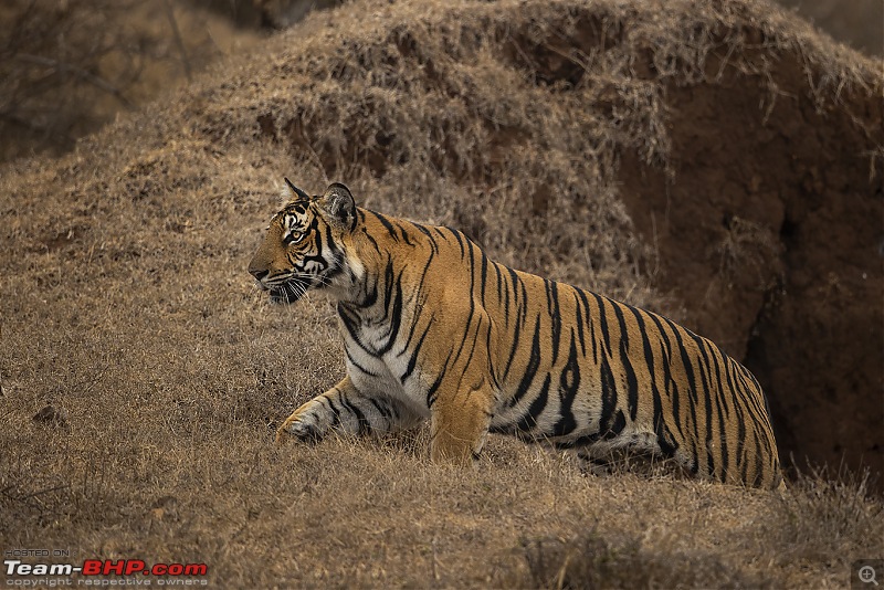 Cars, Wildlife and Photography Lessons at Kabini-a20i7596.jpg