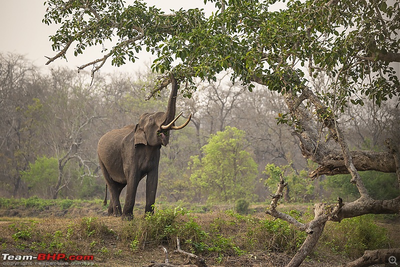 Cars, Wildlife and Photography Lessons at Kabini-_u7v8368web.jpg