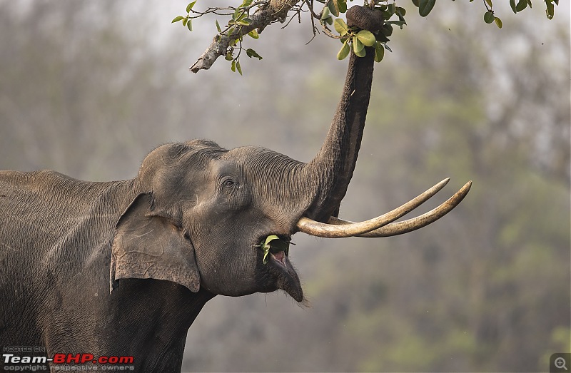 Cars, Wildlife and Photography Lessons at Kabini-a20i8056web.jpg