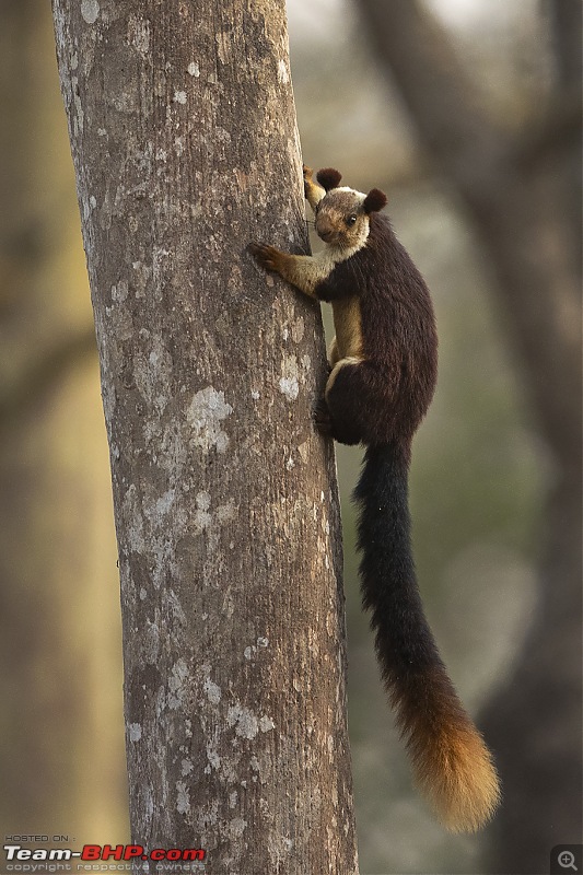 Cars, Wildlife and Photography Lessons at Kabini-a20i8149web.jpg