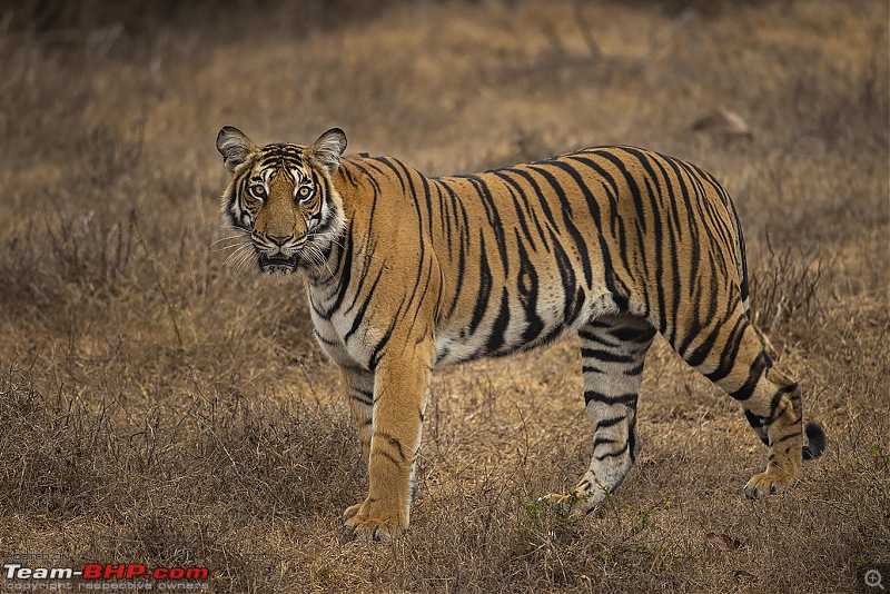 Cars, Wildlife and Photography Lessons at Kabini-a20i7656web.jpg