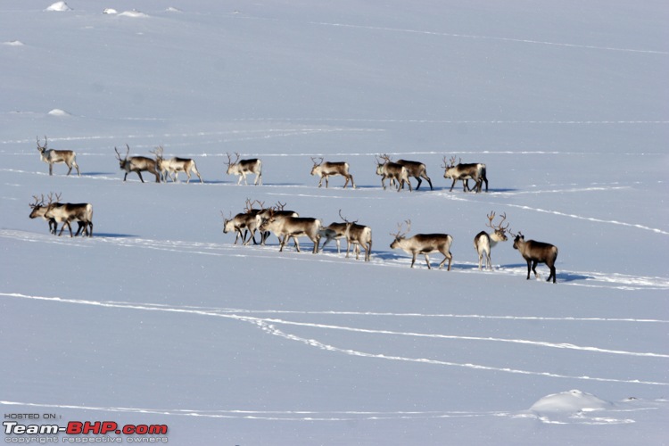 Three Classic Alfa Spiders make it to the North Pole!-img_0254-kopie.jpg