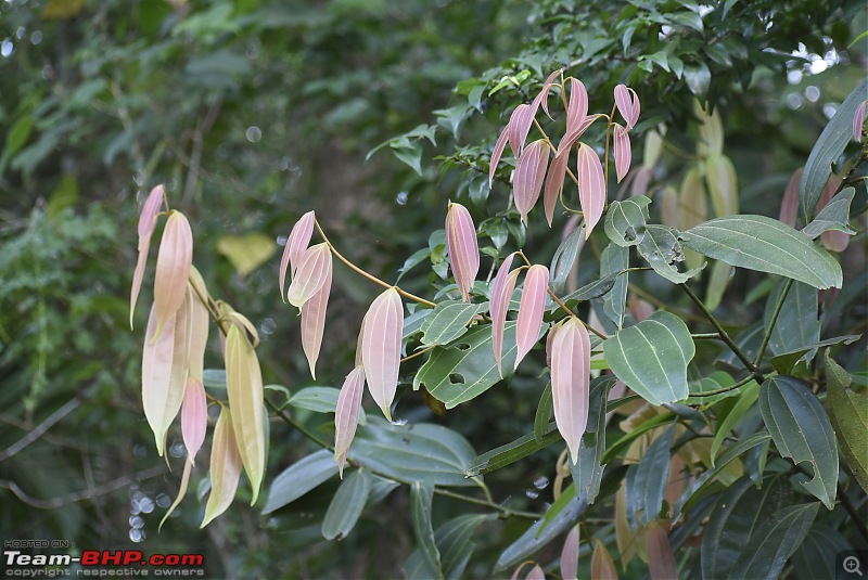 Quick weekend getaway to the Western Ghats-12-forest-walk-18.jpg