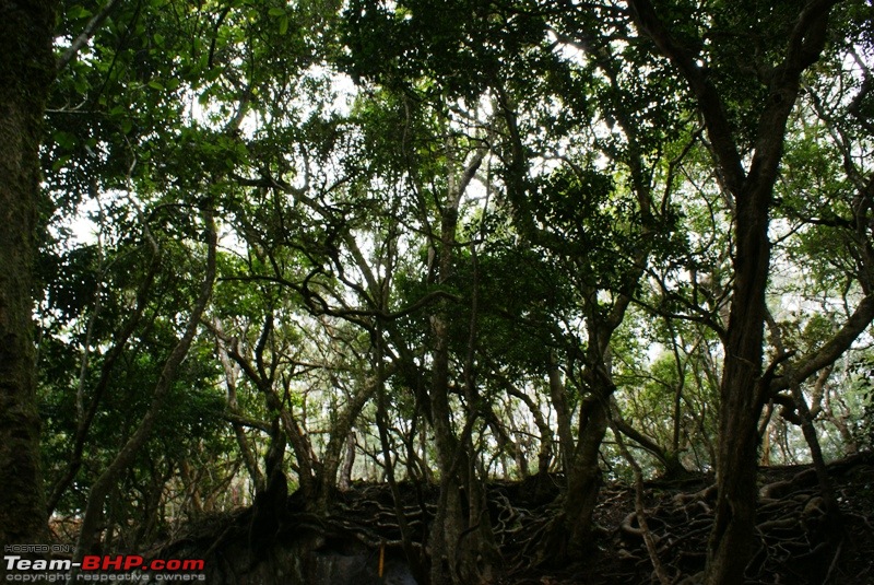 An incredible road trip to Velankanni, Kodaikanal and Ooty-d-guna-caves_beautiful-trees.jpg