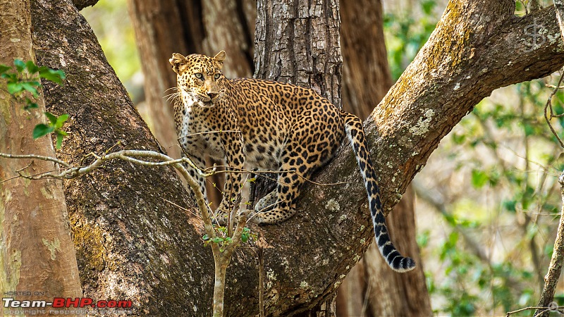 Kabini - Safaris in the summer-kbnapr21-129.jpg