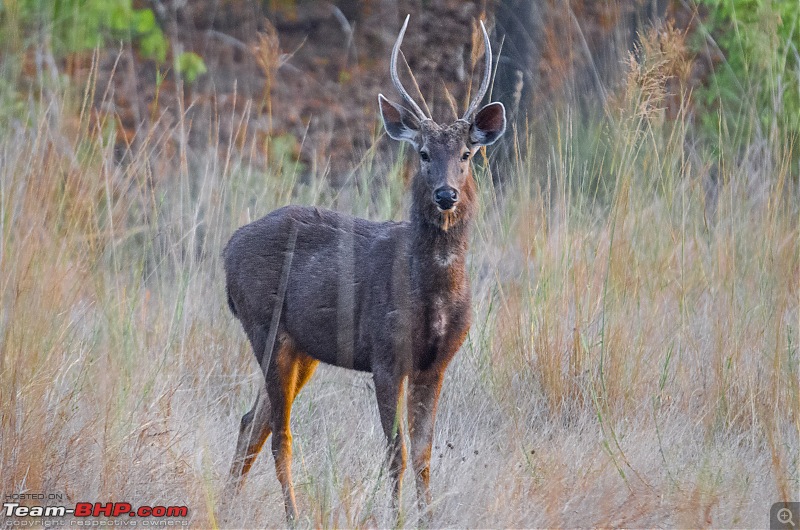 Road Trip to the Indian Savanna-_dsc1595.jpg