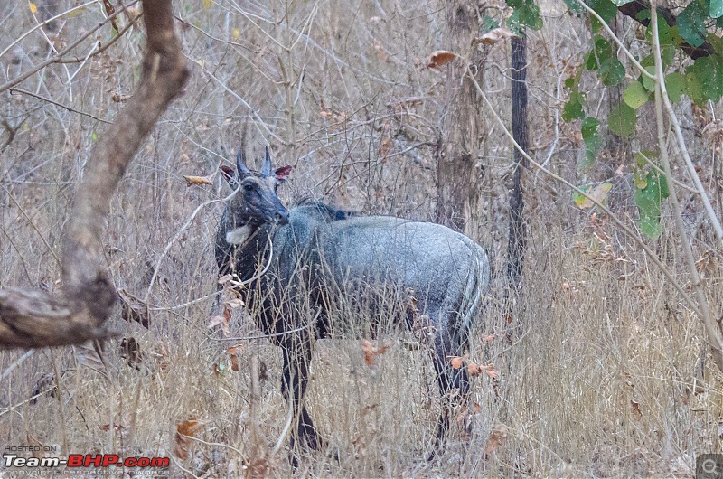 Road Trip to the Indian Savanna-_dsc1782.jpg