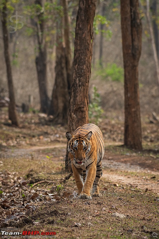 Kabini - Safaris in the summer-kbnapr21-945.jpg