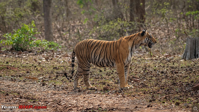 Kabini - Safaris in the summer-kbnapr21-963.jpg